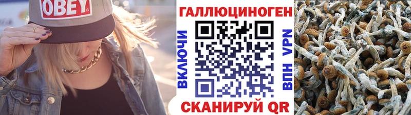 Галлюциногенные грибы Psilocybe  Усть-Илимск 
