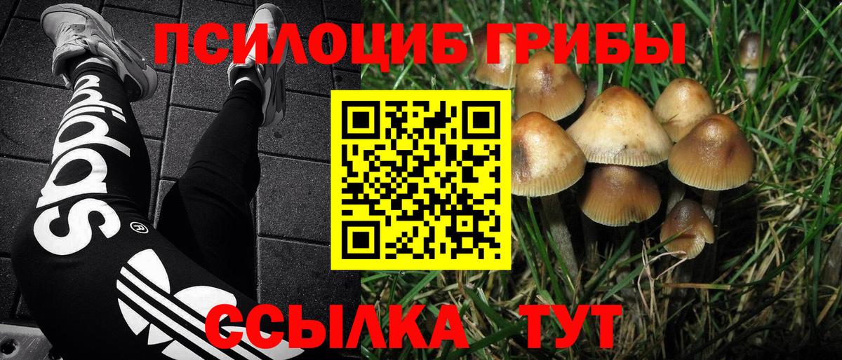 Галлюциногенные грибы Psilocybe Усть-Илимск